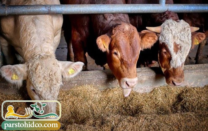 خرید مکمل دامی مناسب بر اساس نوع دام 